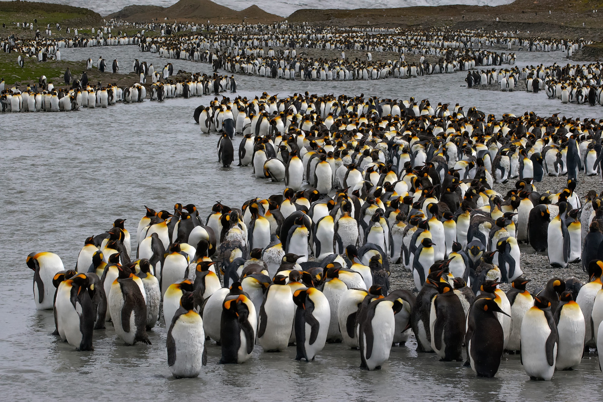 Hunderttausende Königspinguine  in der St. Andrews Bay, Süd Georgien